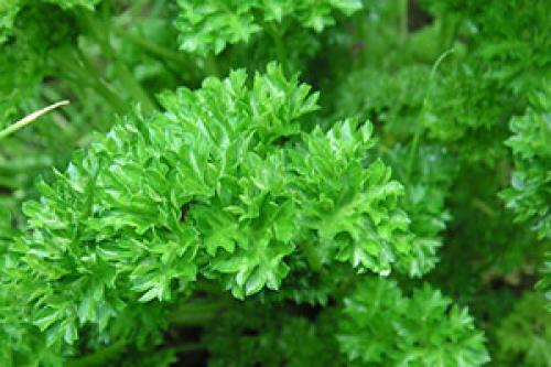 Когда сажать редис под зиму. Какие шаги сделать весной? 01