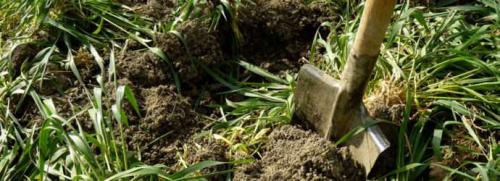 Озимый овес. Когда и как правильно сеять овес под удобрение зимой?