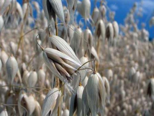 Озимый овес. Когда и как правильно сеять овес под удобрение зимой?