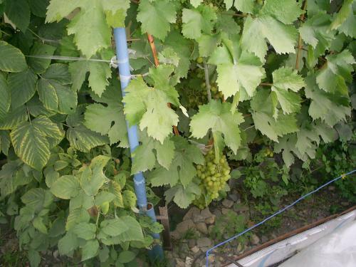 Не вызрел виноград, что делать. Советы виноградарю 03