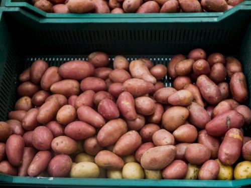 Условия хранения картофеля в овощехранилище. Хранение картофеля в овощехранилище: температура, условия, методы организации хранилища, как долго могут лежать запасы овощей