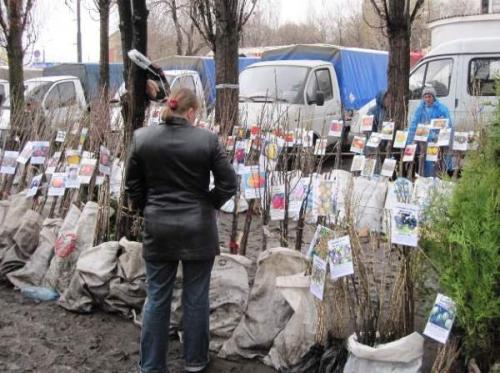 Как сажать яблони расстояние между деревьями. Минимально допустимое расстояние 05