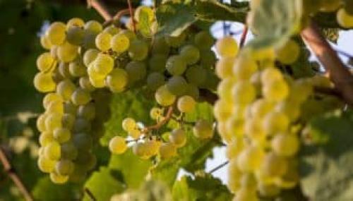 Ультраранние сорта винограда для урала. Особенности выбора сортов