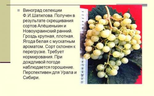 Ультраранние сорта винограда для урала. Особенности выбора сортов