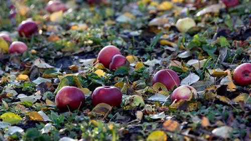 Чем обработать яблони и груши от парши. Что такое парша: признаки заболевания яблони 