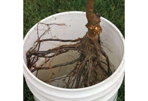 Как сажать яблони летом. Когда производить посадку яблони?