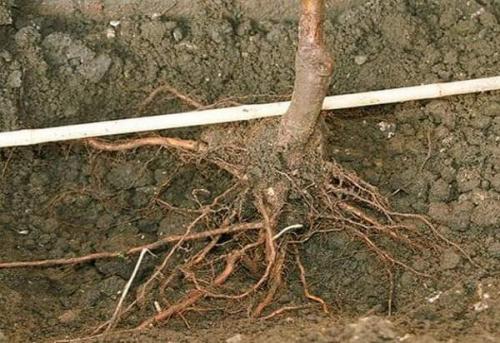 Как сажать яблони расстояние между деревьями. Минимально допустимое расстояние 09