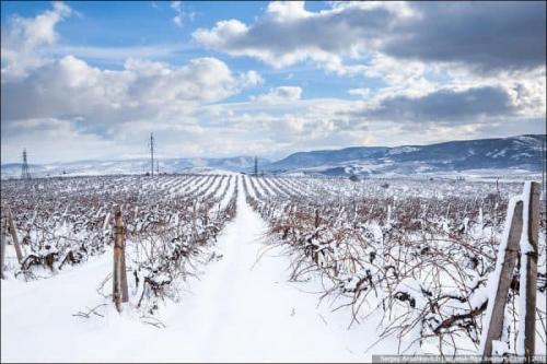Ультраранние сорта винограда для урала. Особенности выбора сортов