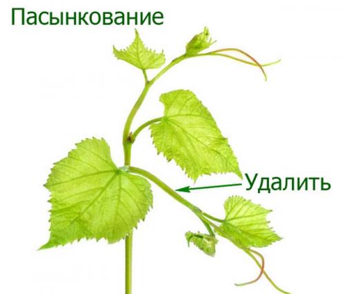 Весенний уход за виноградом на Урале. Агротехника винограда на Урале