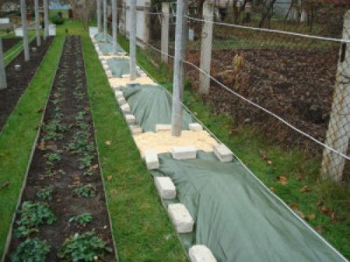 Как укрыть виноград в подмосковье на зиму. Чем укрывать виноград на зиму: правильно выбираем материалы и принадлежности