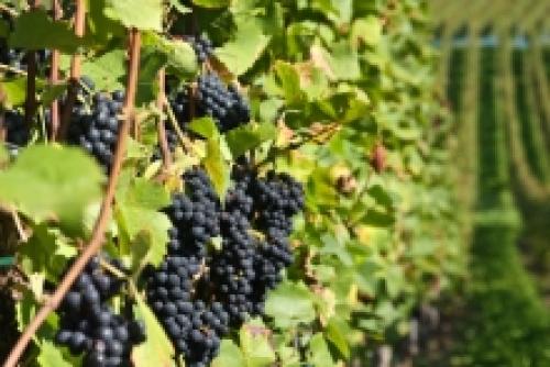 Почему не наливается виноград. Статьи - Горошение винограда – причина мелкой ягоды