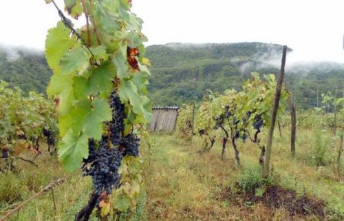 Чернозем для винограда? Благоприятная почва для выращивания винограда