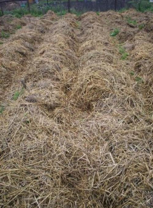 Какую температуру выдерживает картофель в земле. При какой температуре замерзает картошка