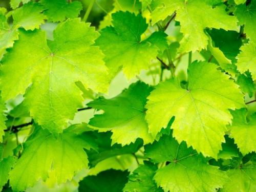 Виноград цветет, но не завязывается. Слабое плодоношение