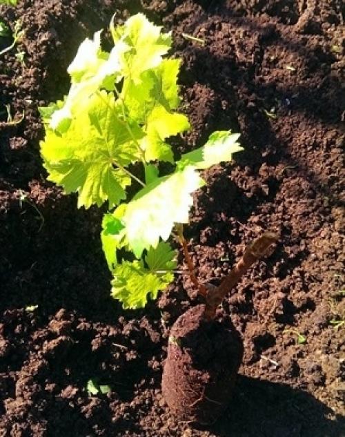 На каких лозах плодоносит виноград. Когда начинает давать урожай?