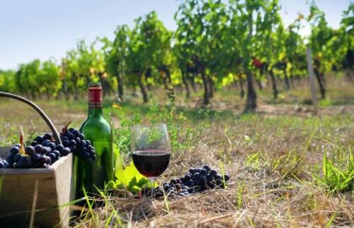 Когда собирать виноград для вина. Когда собирать виноград на вино