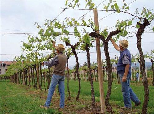 Вызревание лозы винограда. Как правильно организовать вызревание лозы винограда