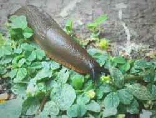 Как избавиться от гусениц на капусте народными средствами. Народные средства борьбы: безопасно и эффективно 01