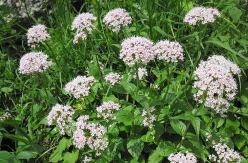 Гусеницы на капусте, как бороться. Народные средства для борьбы с гусеницами на капусте