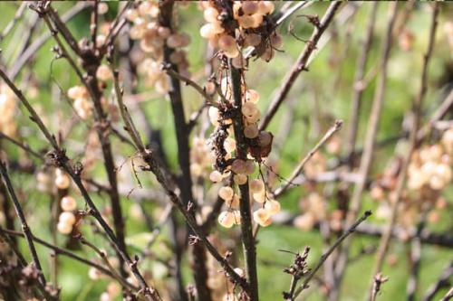 Почему не растет смородина. Причины почему может не плодоносить черная смородина