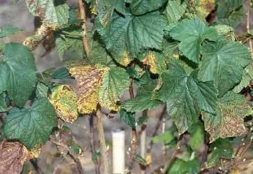 Почему чёрная смородина не плодоносит. Причины отсутствия плодов