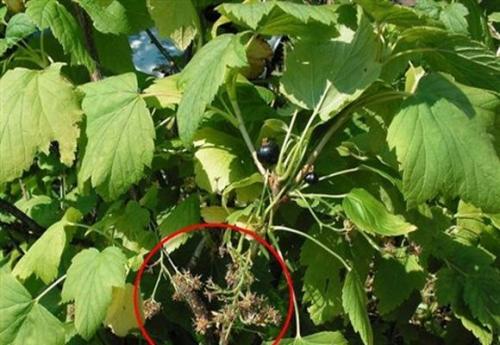 Почему чёрная смородина не плодоносит. Причины отсутствия плодов