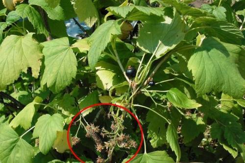 Почему не растет смородина. Причины почему может не плодоносить черная смородина