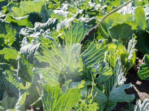 Белая летающая тля на капусте. Обработка капусты от тли
