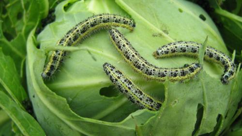Гусеницы на капусте, как бороться. Какие гусеницы едят капусту 02 Гусеницы на капусте, как бороться. Какие гусеницы едят капусту 02