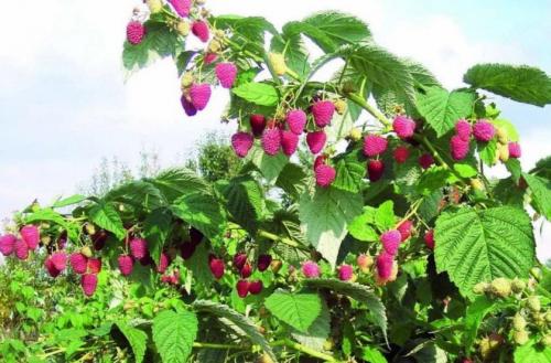 Малина сорт Королевская. Ремонтантная штамбовая малина Королевская власть