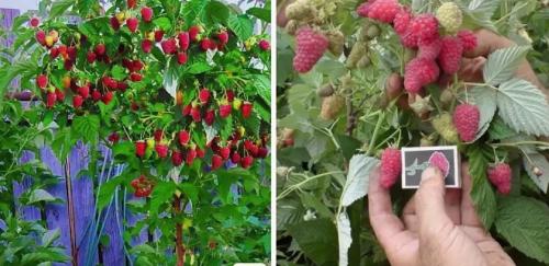 Малина сорт Королевская. Ремонтантная штамбовая малина Королевская власть