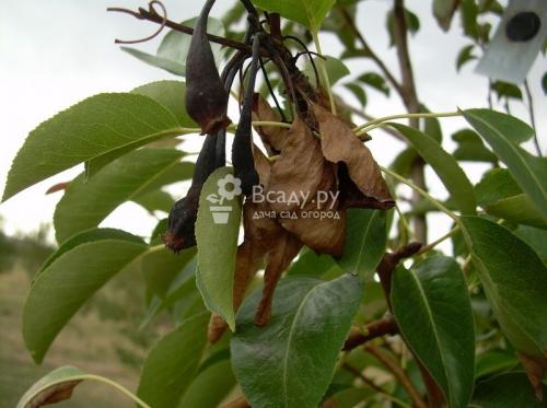 Болезни груши и вредители. Вредители груши 20