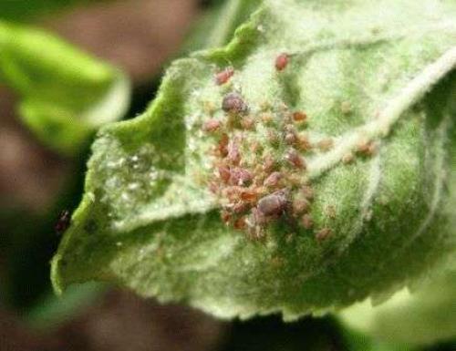 Болезни груши и вредители. Вредители груши