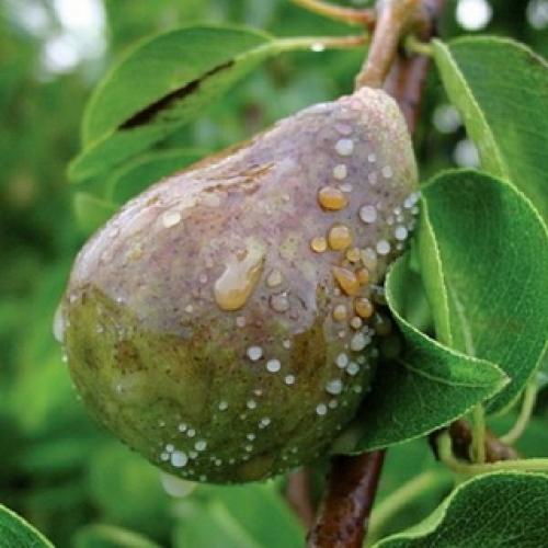 Болезни груши и вредители. Вредители груши 13