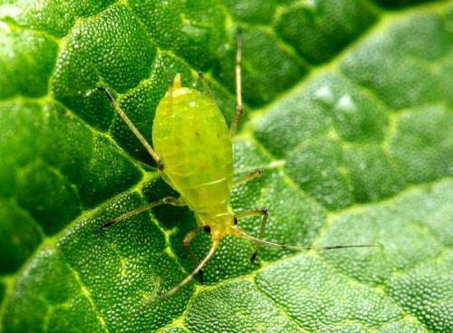 Болезни груши и вредители. Вредители груши