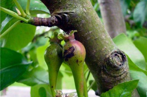 Болезни груши листья. Болезни плодов груши и меры борьбы с ними