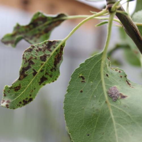 Болезни груши и вредители. Вредители груши 14