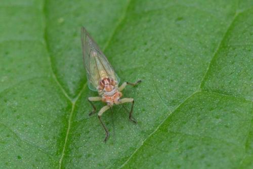 Болезни груши и вредители. Вредители груши
