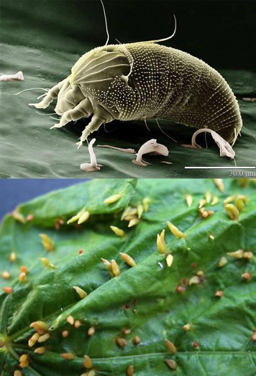 Болезни груши и вредители. Вредители груши