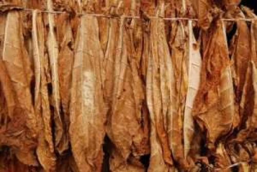 Сушка табака. Как правильно сушить табак