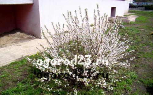 Пересадка войлочной вишни весной. Вишня войлочная — описание и фото