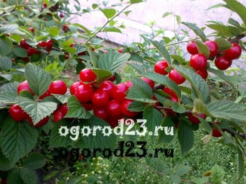 Пересадка войлочной вишни весной. Вишня войлочная — описание и фото