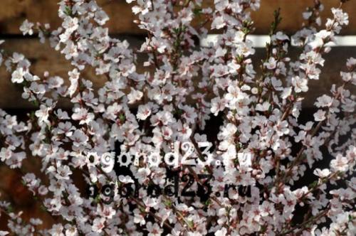 Пересадка войлочной вишни весной. Вишня войлочная — описание и фото