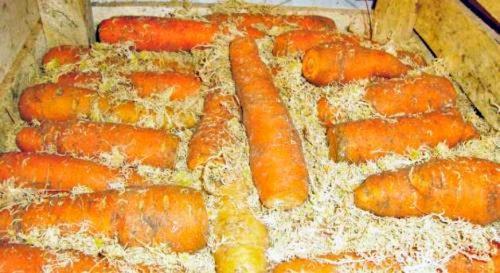 Как хранить морковь на балконе зимой. Способы хранения моркови