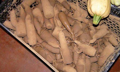 Как хранить морковь на балконе зимой. Способы хранения моркови