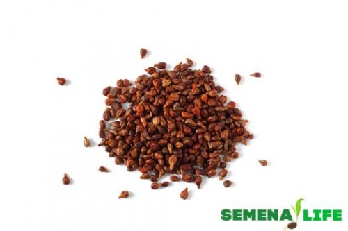 Выращивание малины из семян. Можно ли вырастить малину из семян?