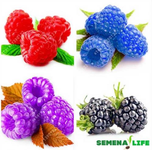 Выращивание малины из семян. Можно ли вырастить малину из семян?