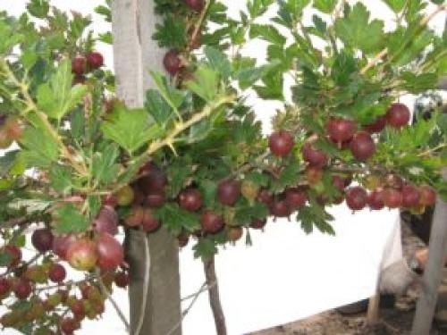 Крыжовник Консул посадка. Крыжовник Консул: описание сорта