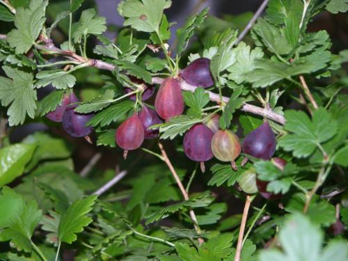 Крыжовник Консул описание сорта. Сорт крыжовника Консул (Сенатор) 01 Крыжовник Консул описание сорта. Сорт крыжовника Консул (Сенатор) 01