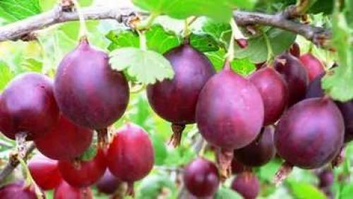 Крыжовник Консул описание сорта. Сорт крыжовника Консул (Сенатор) 02 Крыжовник Консул описание сорта. Сорт крыжовника Консул (Сенатор) 02